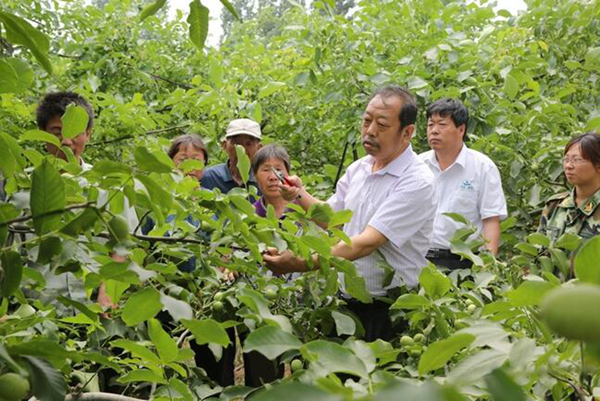 圖為李保國在田間為農(nóng)戶講解核桃栽培實用技術(shù)。